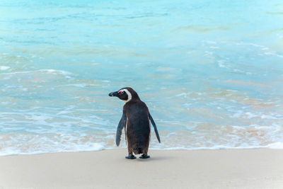 South africa penguins in the boulders beach nature reserve. cape town, south africa