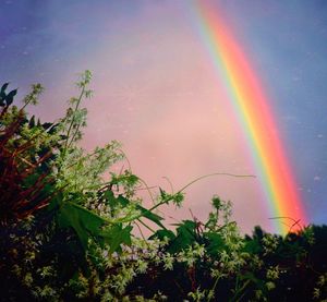 Rainbow over plants against sky
