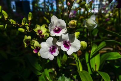 Close-up of white flowering plant