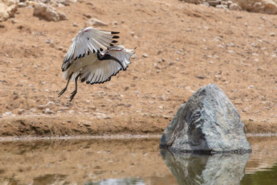 View of a bird drinking water