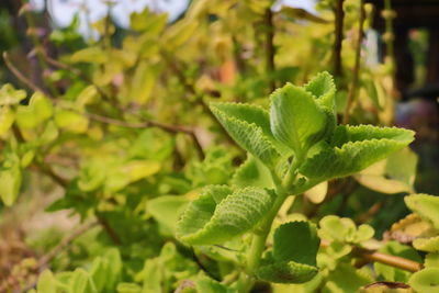 Close-up of green leaves