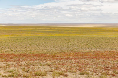 Scenic view of field against sky