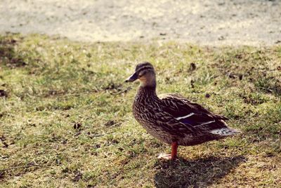 Bird on grassy field