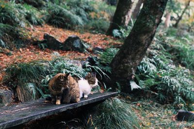 View of a cat on ground