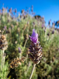 Close-up of purple flowering plant on field