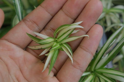 Close-up of hand holding plant