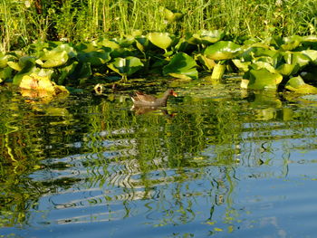 Ducks floating on water in lake