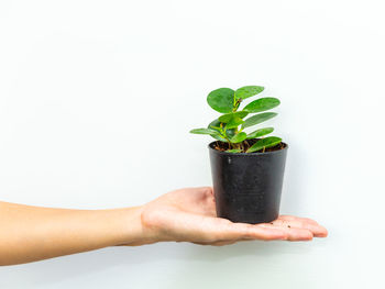 Midsection of person holding potted plant against white background