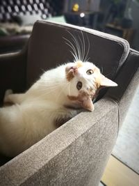 Portrait of cat sitting on sofa