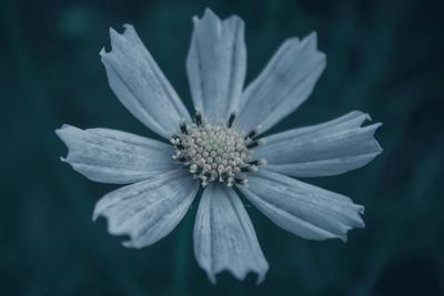 Close-up of white flower