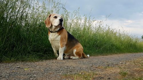 Dog looking away while sitting on land