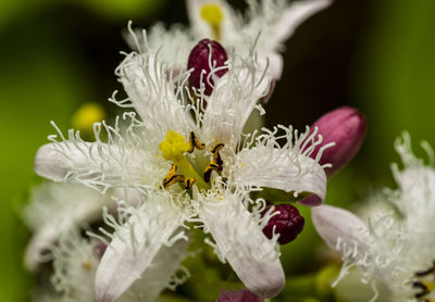 Close-up of white flowering plant