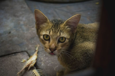 Close-up portrait of cat