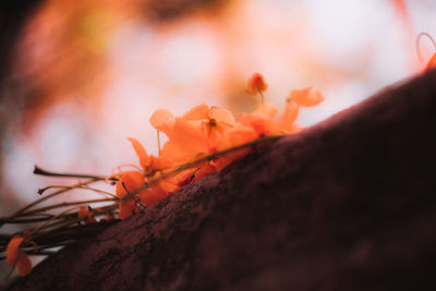 Close-up of ant on plant