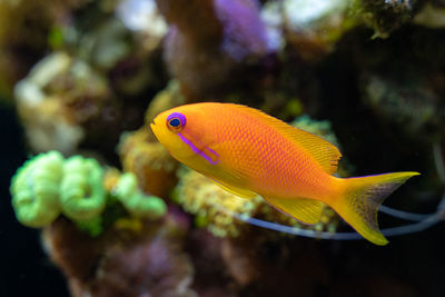 Close-up of fish swimming in sea