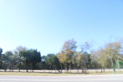 Trees against clear blue sky