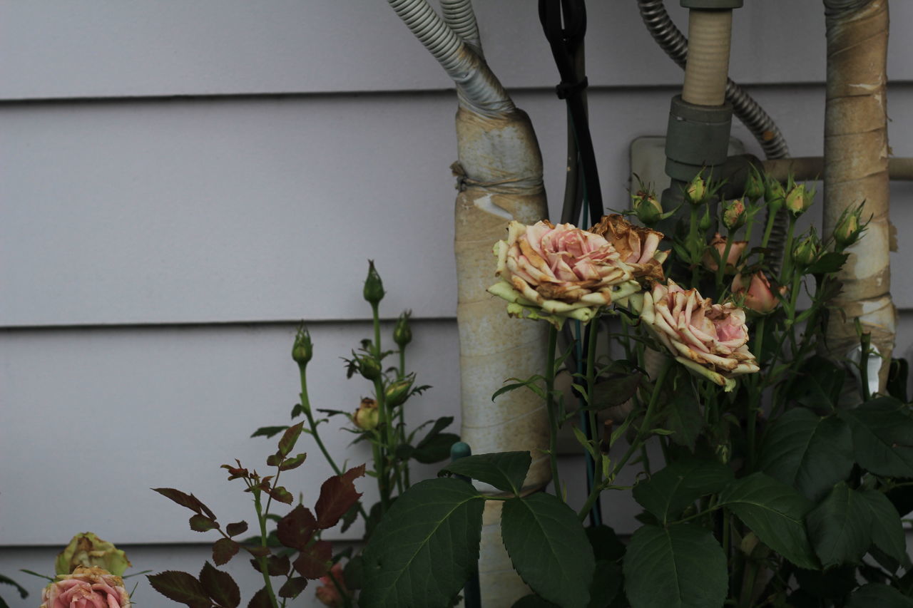 CLOSE-UP OF PLANT ON WALL