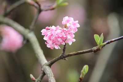 Close-up of pink flowers