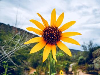 Close-up of yellow flower blooming on field against sky