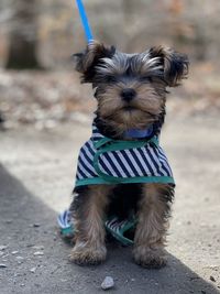 Portrait of a yorkshire terrier breed puppy