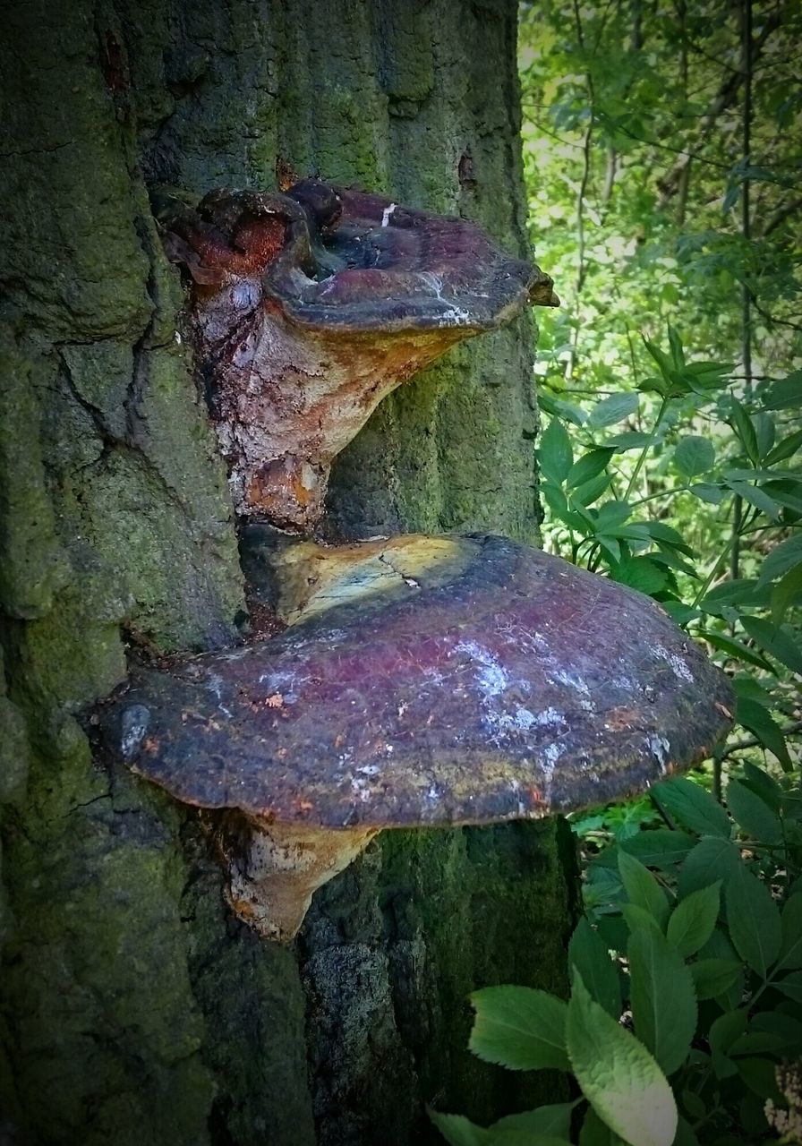 water, tree, forest, tree trunk, leaf, nature, moss, tranquility, reflection, rock - object, growth, wood - material, lake, plant, beauty in nature, stream, day, outdoors, no people, branch