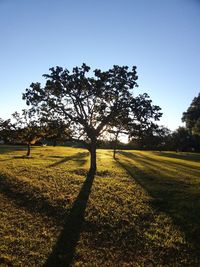 Trees on field against clear sky