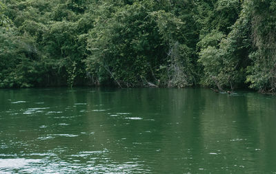 Scenic view of lake in forest