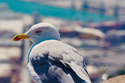 Close-up of seagull perching