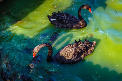 High angle view of duck swimming in water