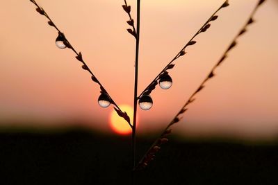 Close-up of wet plant during sunset