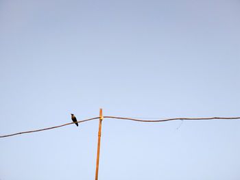 Low angle view of barbed wire against clear sky