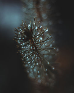 Close-up of wet plant