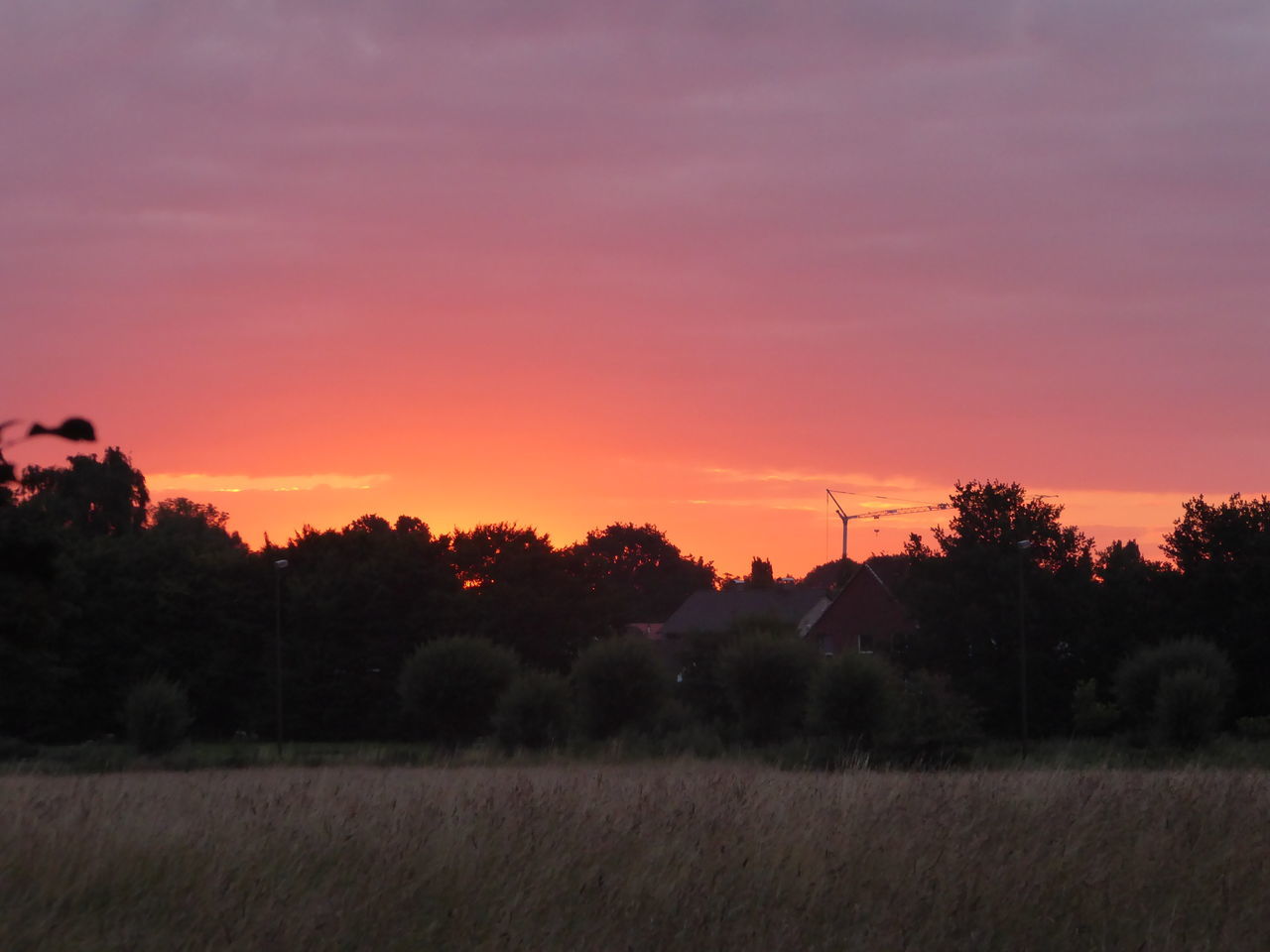 SILHOUETTE OF TREES ON FIELD AGAINST SKY AT SUNSET