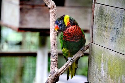 Close-up of parrot perching on branch