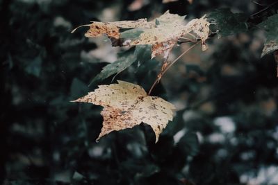 Close-up of dried leaves on plant