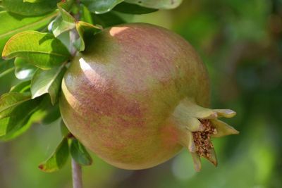 Close-up of apple on tree