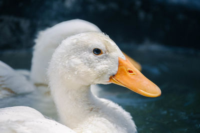 Close-up of swan swimming in lake