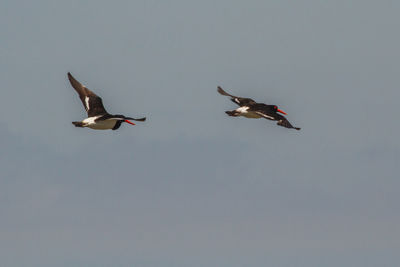 Low angle view of seagulls flying