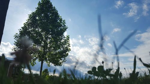 Low angle view of trees against sky