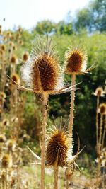 Close-up of thistle on field against sky