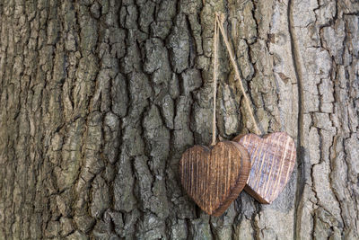 Close-up of tree trunk