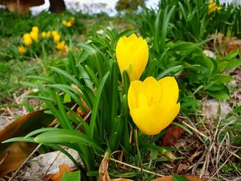 Close-up of yellow crocus flowers on field