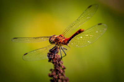 Close-up of dragonfly on dry plant