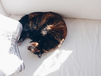 Cat looking away