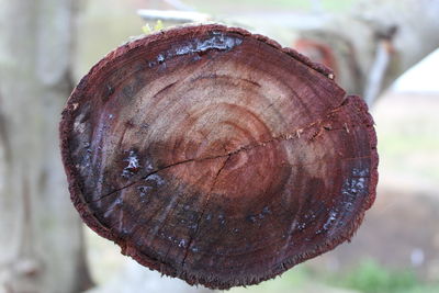 Close-up of tree stump in forest