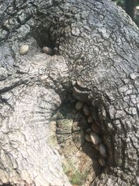 Close-up of tree trunk