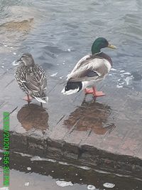 Ducks swimming in lake