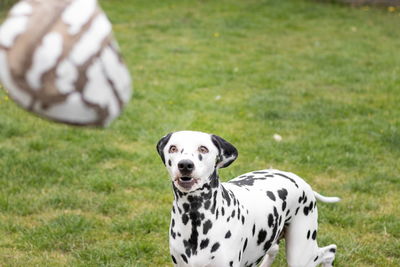 Portrait of a dog on grassland