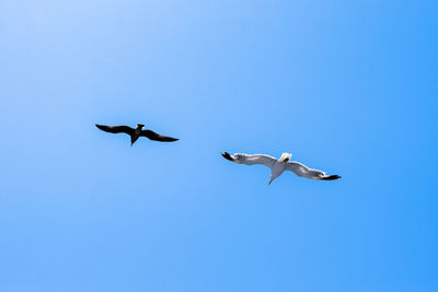 Low angle view of seagulls flying against clear blue sky