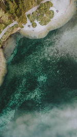 High angle view of coral in sea